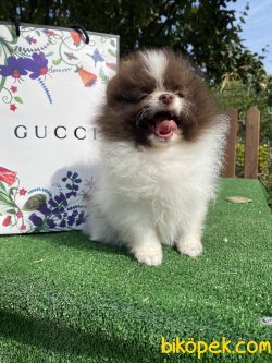 Nadir Renk Chocolate Beyaz Renkli Gözlü Köpeğimiz 4