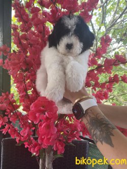 Nadir Renk Mini Toy Harlequin Poodle Yavrularımız 3