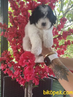 Nadir Renk Mini Toy Harlequin Poodle Yavrularımız 4