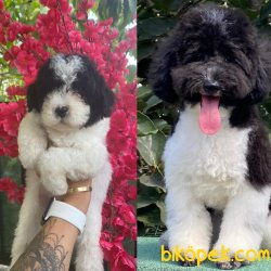Nadir Renk Mini Toy Harlequin Poodle Yavrularımız 1