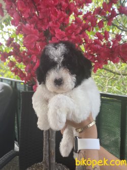 Nadir Renk Mini Toy Harlequin Poodle Yavrularımız 2