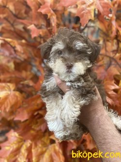 Nadir Renk Morkie Bebeğimiz Yeni Dizayn 3