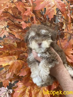 Nadir Renk Morkie Bebeğimiz Yeni Dizayn 5