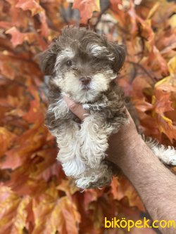 Nadir Renk Morkie Bebeğimiz Yeni Dizayn 4