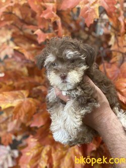 Nadir Renk Morkie Bebeğimiz Yeni Dizayn 2