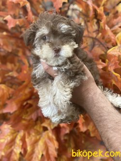 Nadir Renk Morkie Bebeğimiz Yeni Dizayn 1