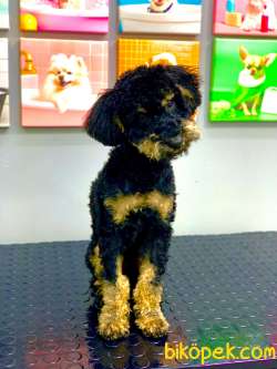 NADİR RENK PHANTOM ERKEK TOY POODLE 10 AYLIK 2