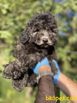 NADİR RENK SİLVER POODLE BEBEĞİMİZ 1