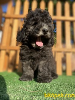 NADİR RENK SİLVER POODLE BEBEĞİMİZ 3