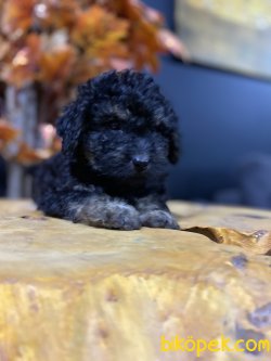 NADİR RENK PHANTOM POODLE YAVRUMUZ 3