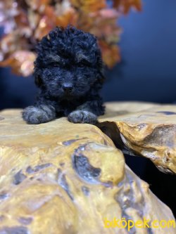 NADİR RENK PHANTOM POODLE YAVRUMUZ 1