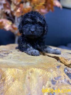 NADİR RENK PHANTOM POODLE YAVRUMUZ 2