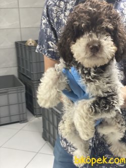 NADIR RENK POODLE YAVRUMUZ 1