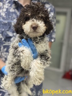 NADIR RENK POODLE YAVRUMUZ 2