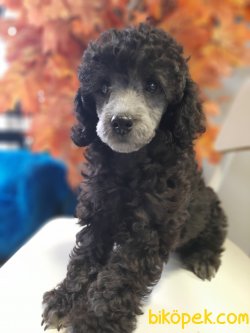 Nadir  Renk Silver Poodle Yavrumuz 1