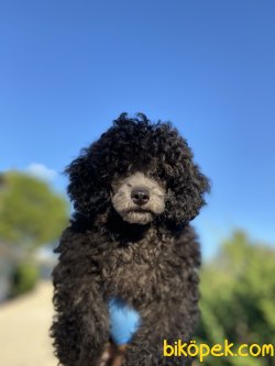 NADİR RENK SİLVER TOY POODLE 2
