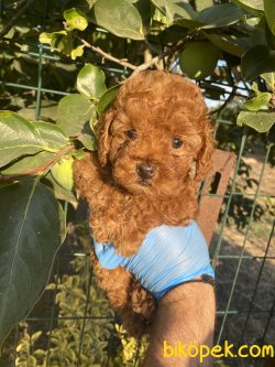 RED BROWN TOY POODLE 1