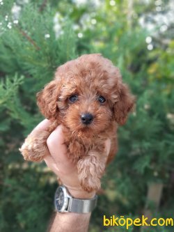 RED BROWN TOY POODLE 2