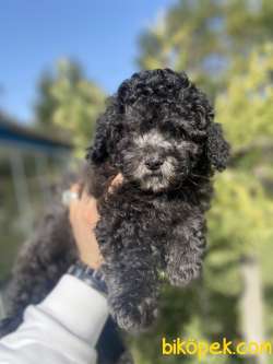 NADİR RENK SİLVER TOY POODLE BEBEĞİMİZ 3