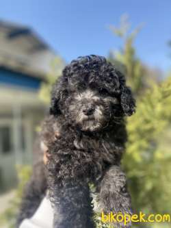 NADİR RENK SİLVER TOY POODLE BEBEĞİMİZ 1