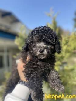 NADİR RENK SİLVER TOY POODLE BEBEĞİMİZ 2