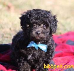 NADİR RENK SİLVER TOY POODLE BEBEKLER 3