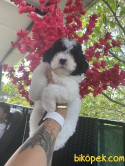 Nadir Renk Siyah Beyaz Harlequin Toy Poodle 2