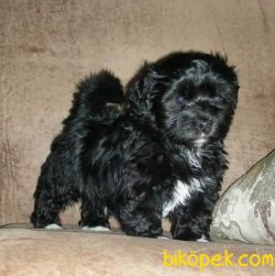 NADİR RENK SİYAH MALTİPOO 3