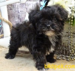 NADİR RENK SİYAH MALTİPOO 2