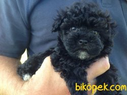 NADİR RENK SİYAH MALTİPOO 1
