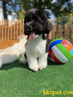 NADİR RENKLERDEN HARLEQUİN POODLE 3