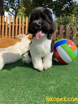 NADİR RENKLERDEN HARLEQUİN POODLE 4