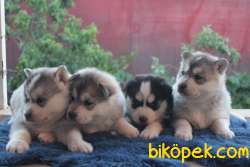 Nadir Renkli Husky Yavruları 1