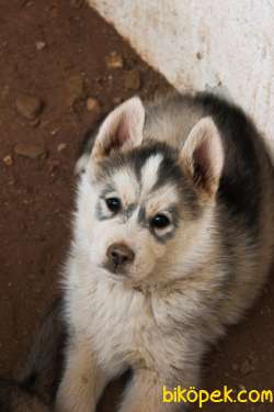 Nadir Renkli Husky Yavruları 5