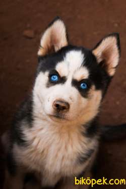 Nadir Renkli Husky Yavruları 3