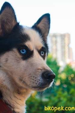 Nadir Renkli Husky Yavruları 2