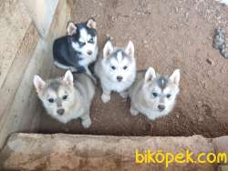 Nadir Renkli Husky Yavruları 4