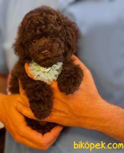NADİR RENKTE DİŞİ CİKOLATA TOY POODLE YAVRUMUZ 2