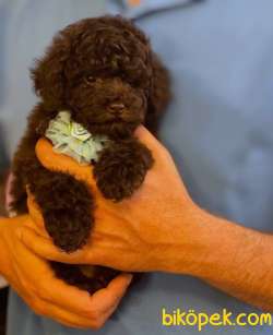 NADİR RENKTE DİŞİ CİKOLATA TOY POODLE YAVRUMUZ 3