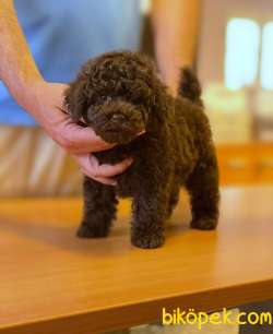 NADİR RENKTE DİŞİ CİKOLATA TOY POODLE YAVRUMUZ 1