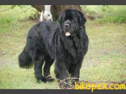 NEWFOUNDLAND YAVRULARI 1