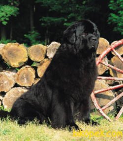 Newfoundland Yavrularıı Bızde 1