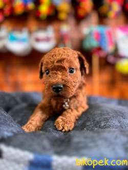 O Biiiiiir TOY POODLE A SCR 2
