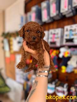 O Biiiiiir TOY POODLE A SCR 4