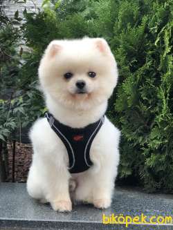 O Bir Fenomen BOBO 3