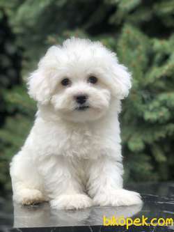 O Numara Babyface Morkie Yavrumuz 3