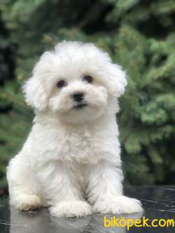 O Numara Babyface Morkie Yavrumuz 4