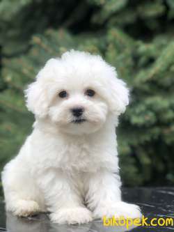 O Numara Babyface Morkie Yavrumuz 1
