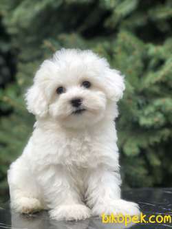 O Numara Babyface Morkie Yavrumuz 2
