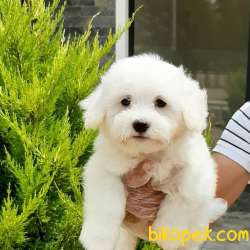 O NUMARA MALTESE TERRİER YAVRU 1